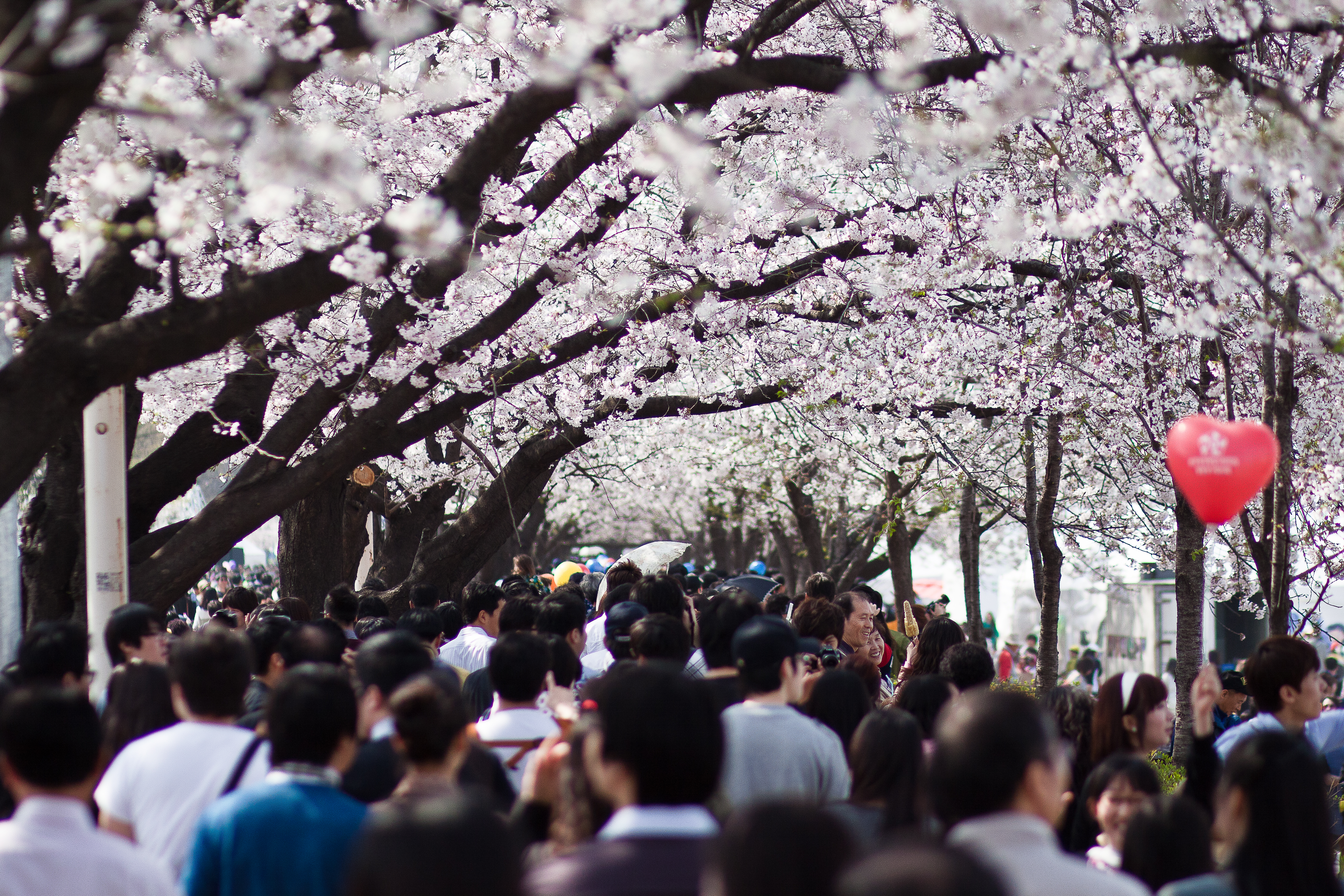 Seoul cherry blossom tree