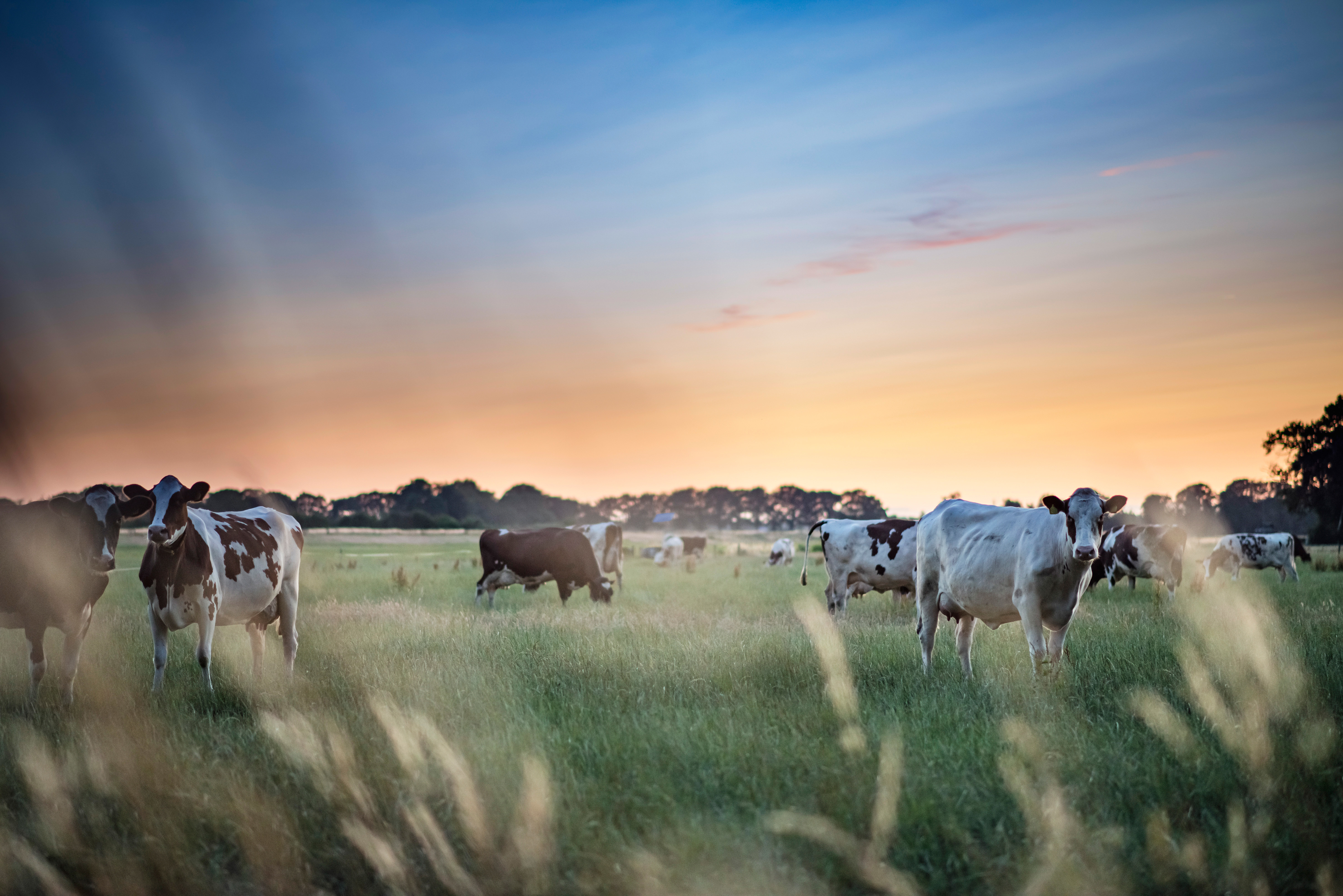 Cows